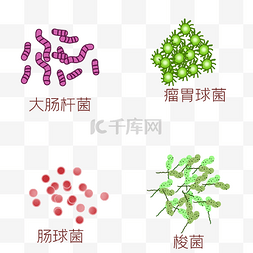 细菌防空图片_大肠杆菌瘤胃球菌菌群