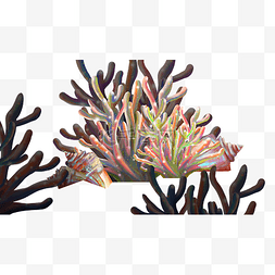 海草珊瑚图片_水草珊瑚