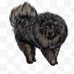 藏獒动物犬类插画