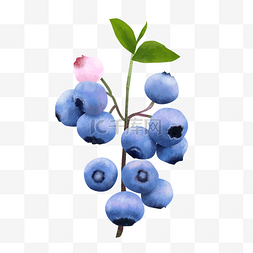 一串蓝莓写实插画
