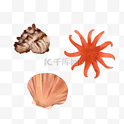 贝壳小海螺图片_水彩风格夏日海滩斑点海螺扇贝海