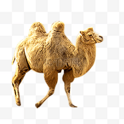 骆驼动物