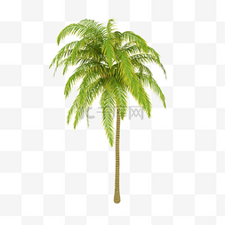 椰子树树图片_海边椰子树