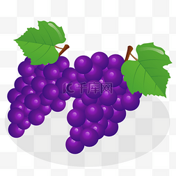 紫色葡萄图片_矢量紫色葡萄