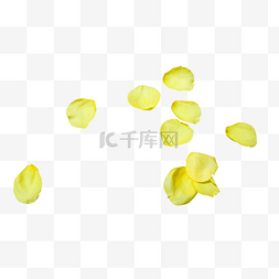 黄色玫瑰花瓣图片_黄色玫瑰花瓣