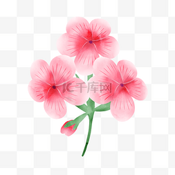 透明粉色花朵图片_粉色水彩花卉