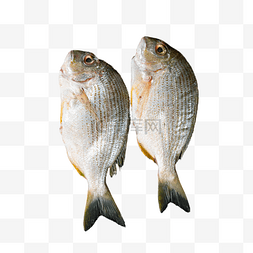 两条鱼斑头鱼