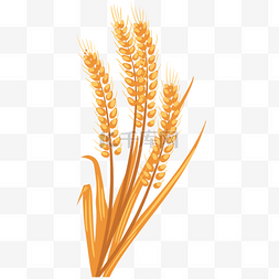 成熟粮食图片_成熟粮食麦子