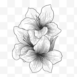 黑白植物花朵线描