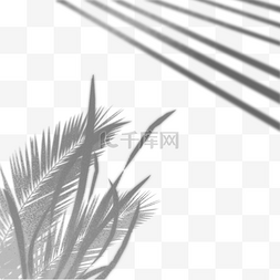棕榈叶子投影剪影