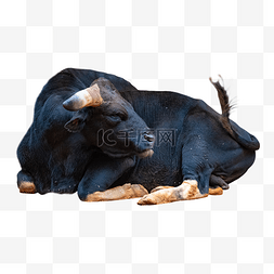 黑色动物大额牛