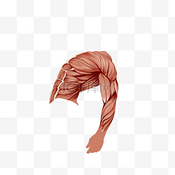 人体肌肉图片_人体手臂肌肉