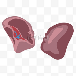 腰椎人体图图片_人体器官脾脏