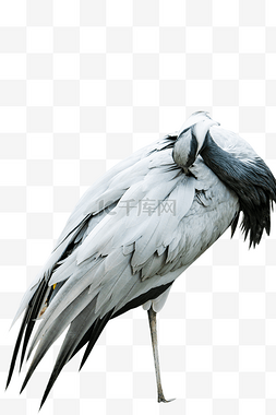 鸟类珍稀动物自然蓑羽鹤