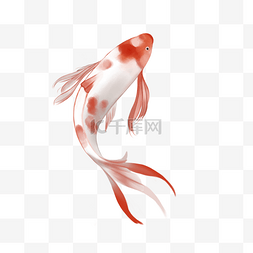 鱼儿游游图片_红色花斑锦鲤