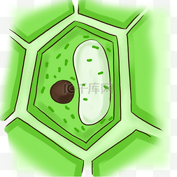 ps平面植物素材图片_细胞绿色平面医疗免抠