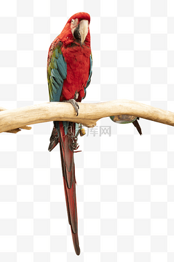 宠物医院vi图片_红色鹦鹉美丽可爱的鸟类鹦鹉