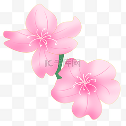 两朵粉色樱花插画