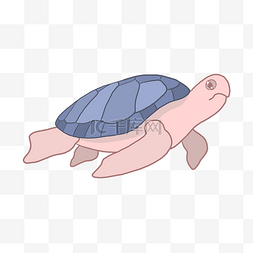 一只乌龟图片_一只海龟生物