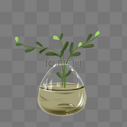玻璃瓶中植物图片_玻璃花瓶中的植物