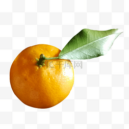 新鲜的橘子纯天然水果