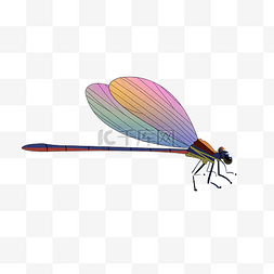 昆虫彩色蜻蜓插画