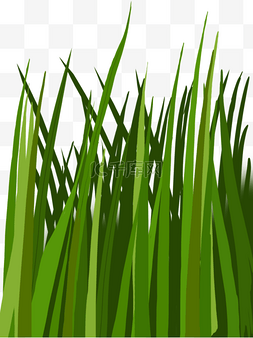 ai素材植物图片_水稻植物