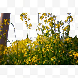 黄色山坡图片_山坡上开满黄色的鲜花
