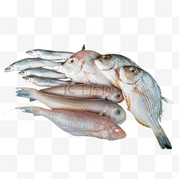 海鲜生鲜水产鱼类