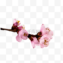 粉色桃花花苞
