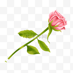 情人节粉色玫瑰花
