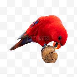 红色吃食鹦鹉