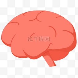 人体器官脑插画