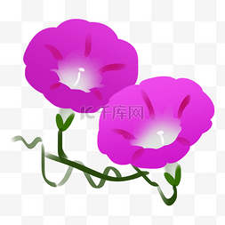 紫色牵牛花植物