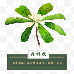 花类图片_厚朴花类中草药材植物水彩花卉