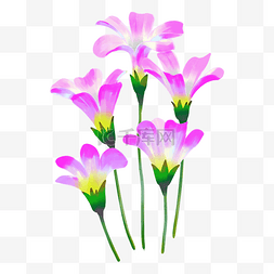 紫色鲜花野花