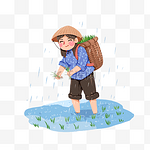 谷雨节气插秧清明雨水种植水稻