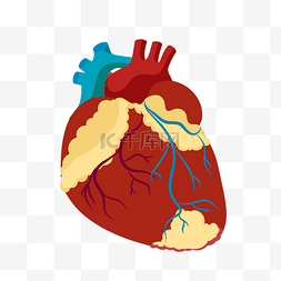 人体红色血管图片_血管装饰心脏插画