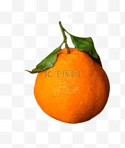 水果丑橘