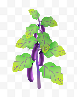 紫色农作物茄子
