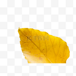 秋天的黄叶图片_树上掉落的黄叶
