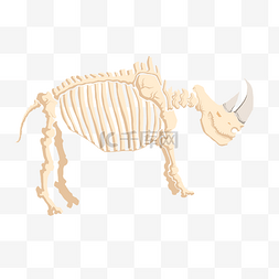 犀牛动物骨骼