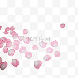一片粉色玫瑰花瓣
