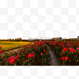 玫瑰花园草地的风景