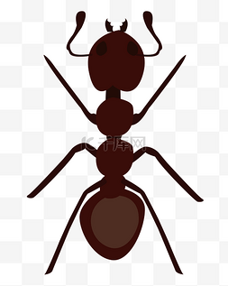 一只黑色蚂蚁