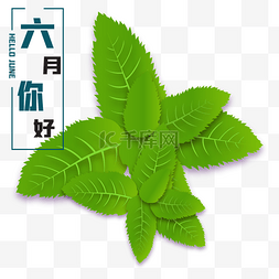 衣服装饰线条图片_六月你好薄荷叶装饰