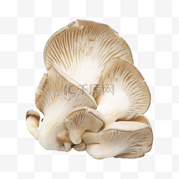 白平菇蘑菇