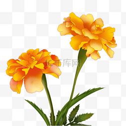 橙色菊花图片_手绘风格绽放的万寿菊