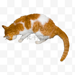 动物吃东西图片_吃东西的橘色猫咪