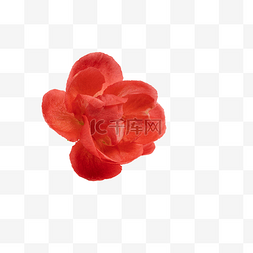 腊梅装饰图片_红色腊梅花朵